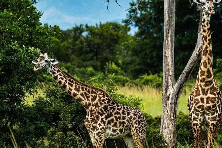 3 Days 2 Night Safari in Mikumi.