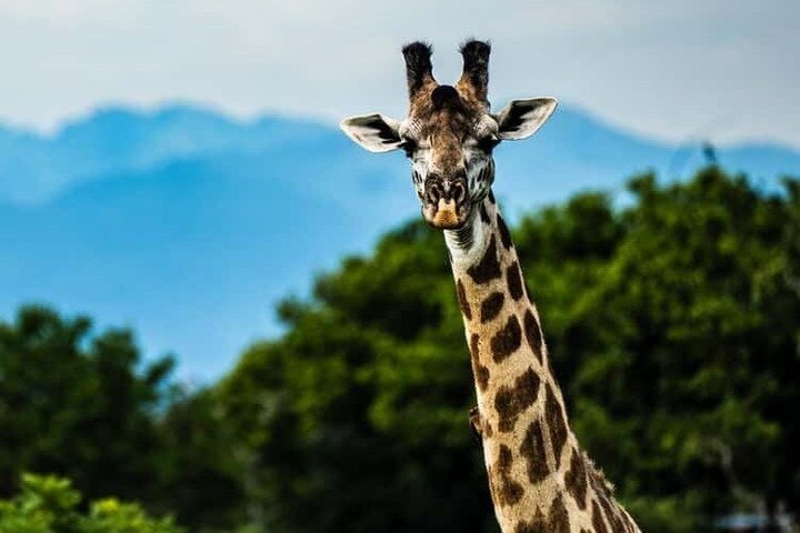 3 Days 2 Night Safari in Mikumi.