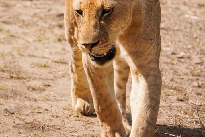 3 Days 2 Night Safari in Mikumi.