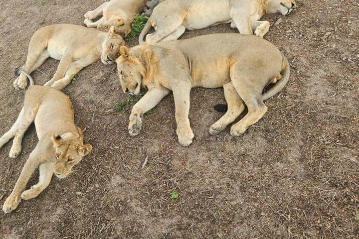 3 Days 2 Night Safari in Mikumi.