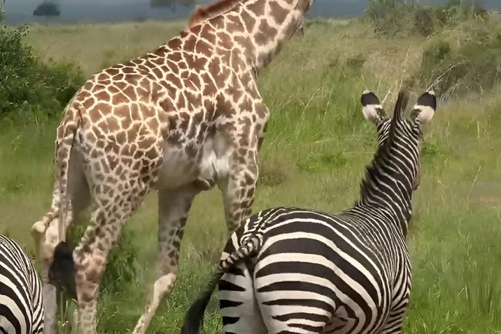 3 Days 2 Night Safari in Mikumi.