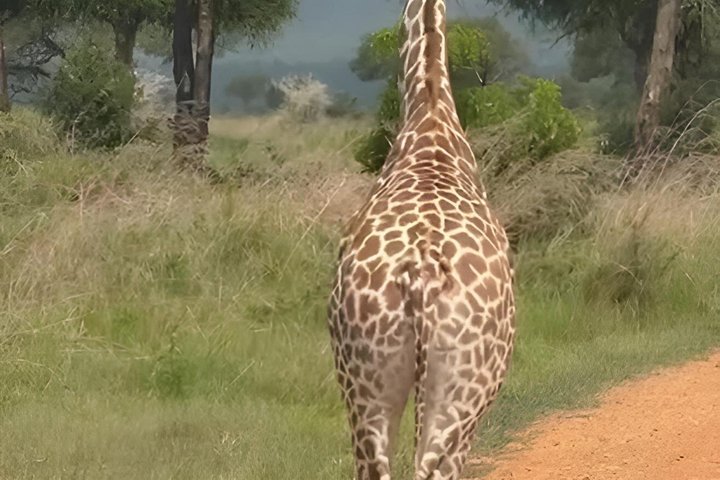 3 Days 2 Night Safari in Mikumi.