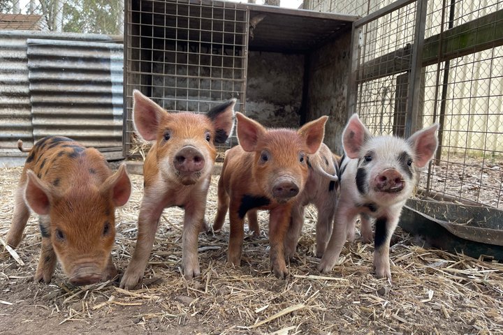 White Ridge Farm: Day Entry ticket