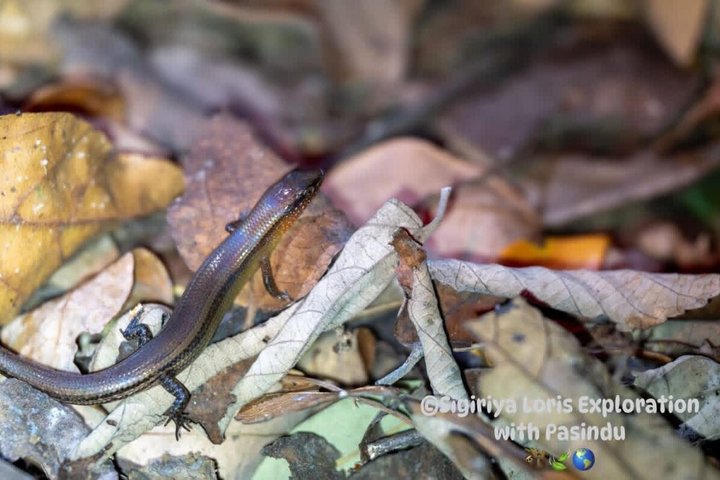 Sigiriya Loris Night Walk Experience with Local Guide