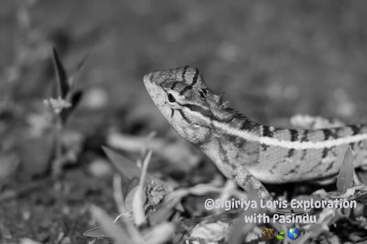 Sigiriya Loris Night Walk Experience with Local Guide