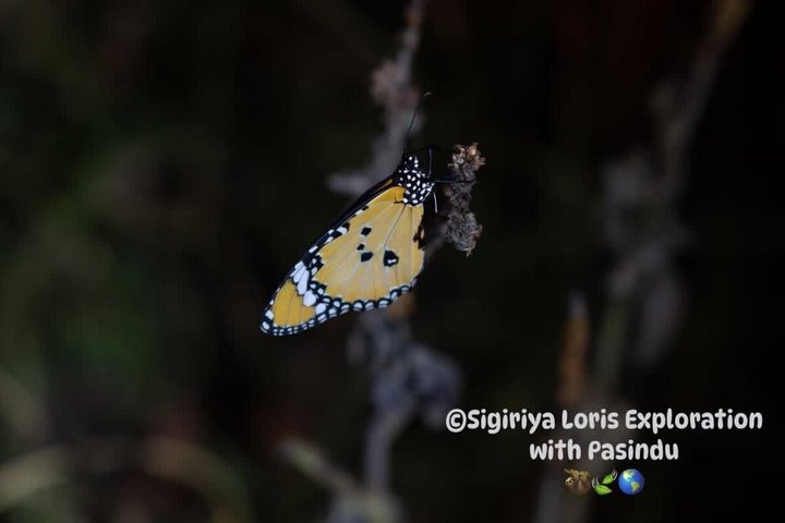 Sigiriya Loris Night Walk Experience with Local Guide