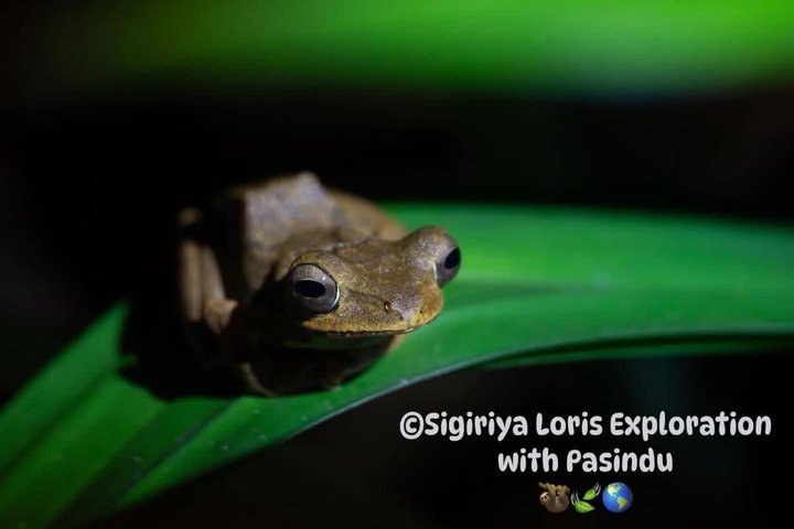 Sigiriya Loris Night Walk Experience with Local Guide