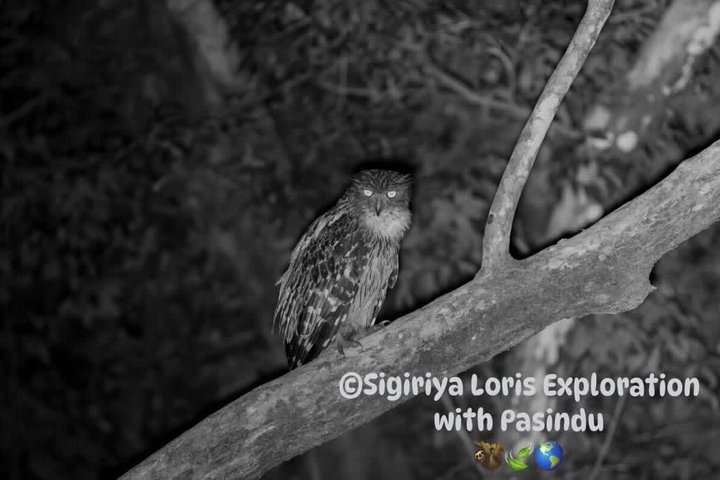 Sigiriya Loris Night Walk Experience with Local Guide