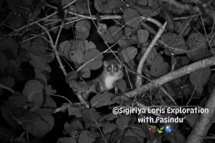 Sigiriya Loris Night Walk Experience with Local Guide