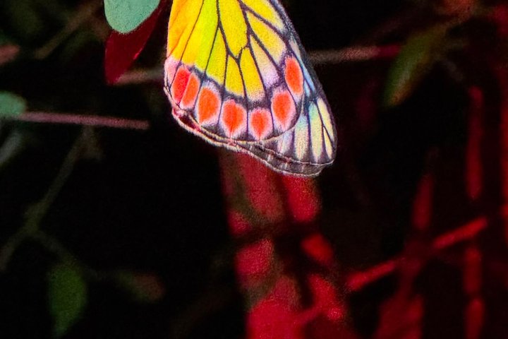Sigiriya Loris Night Walk Experience with Local Guide