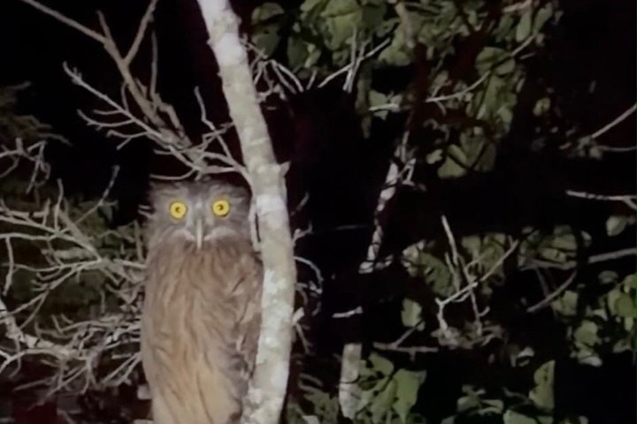 Sigiriya Loris Night Walk Experience with Local Guide