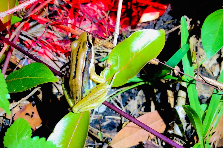 Sigiriya Loris Night Walk Experience with Local Guide