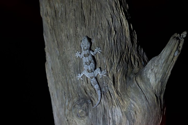Sigiriya Loris Night Walk Experience with Local Guide