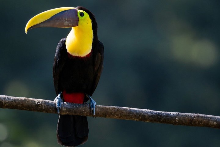 Mindo Cloud Forest Birdwatching & Photography - Private Day Tour