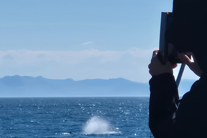 Andenes Whale Safari: Arctic Whale Watching Tour in Vesterålen