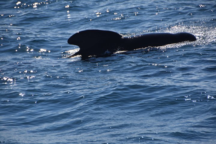 Andenes Whale Safari: Arctic Whale Watching Tour in Vesterålen
