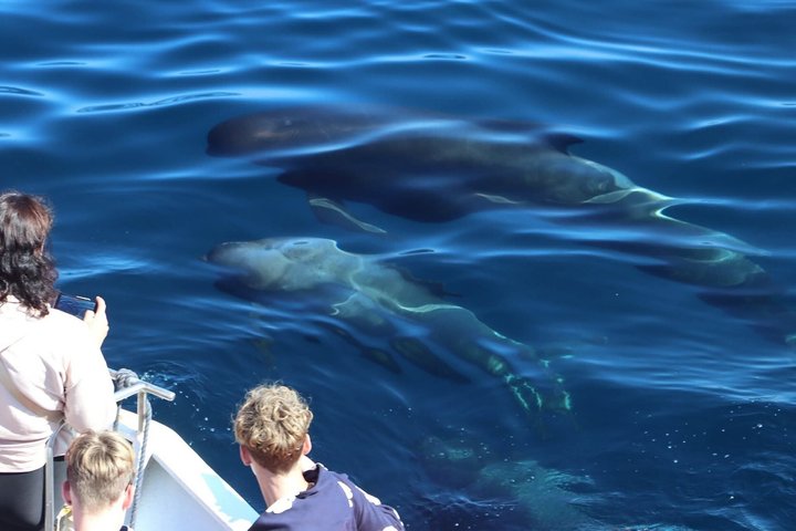 Andenes Whale Safari: Arctic Whale Watching Tour in Vesterålen