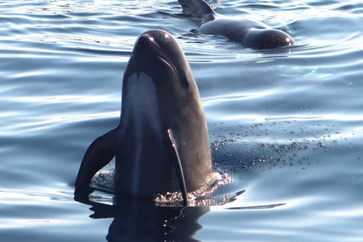 Andenes Whale Safari: Arctic Whale Watching Tour in Vesterålen