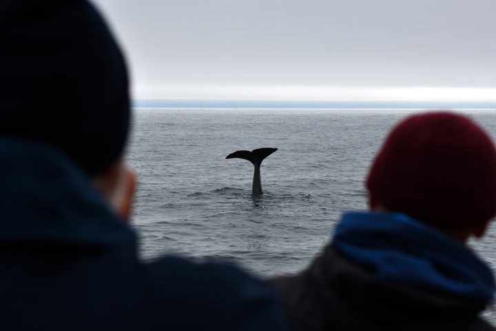 Andenes Whale Safari: Arctic Whale Watching Tour in Vesterålen