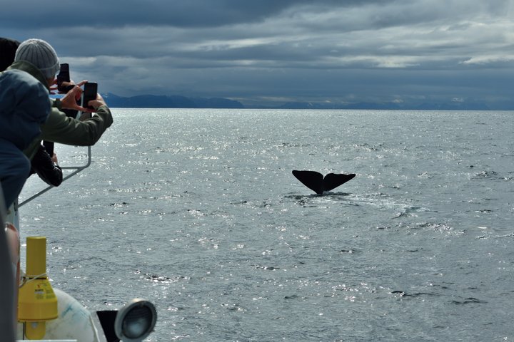Andenes Whale Safari: Arctic Whale Watching Tour in Vesterålen