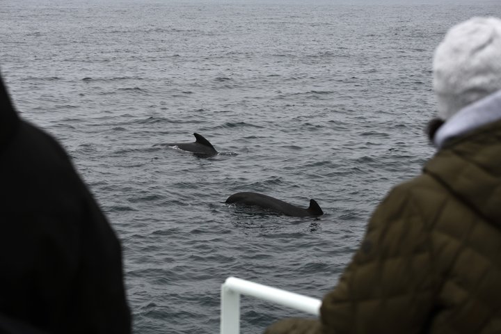 Andenes Whale Safari: Arctic Whale Watching Tour in Vesterålen