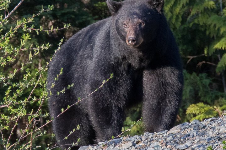 Whistler Bear Tour