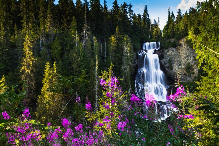 Whistler Bear Tour
