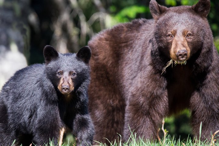 Whistler Bear Tour