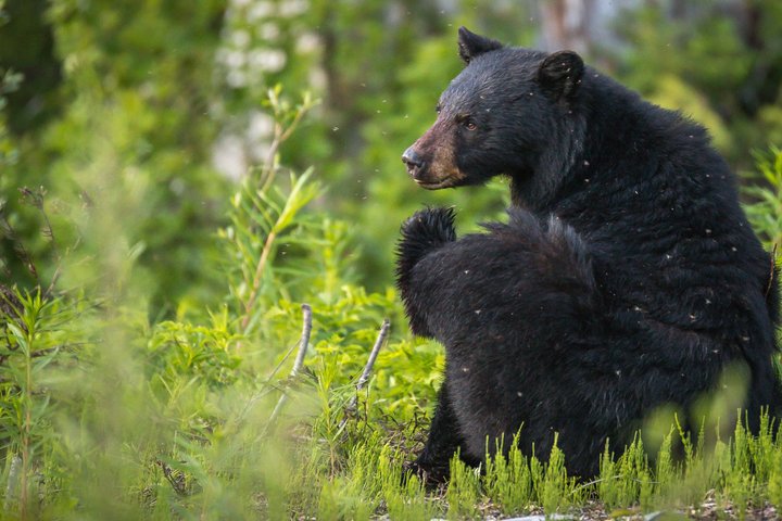 Whistler Bear Tour
