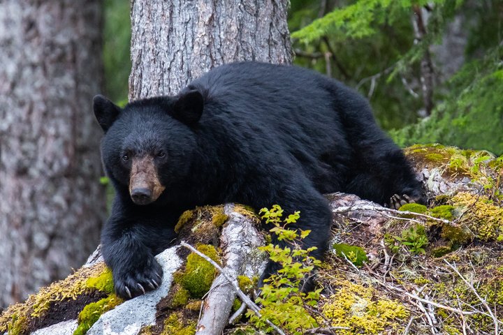 Whistler Bear Tour