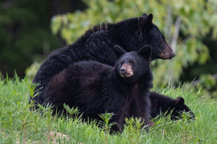 Whistler Bear Tour