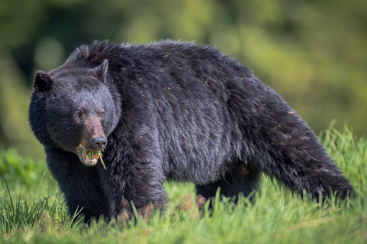 Whistler Bear Tour