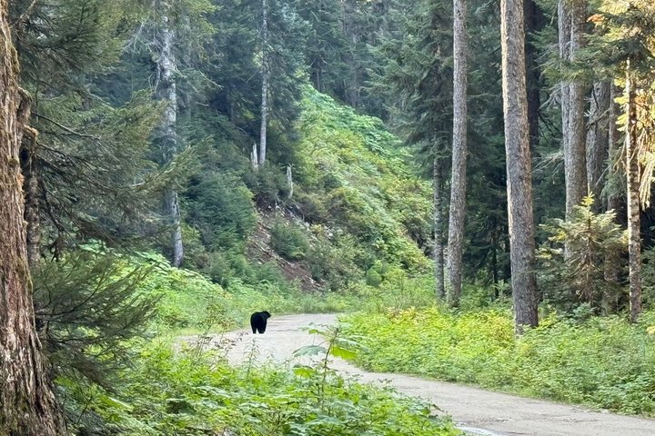 Whistler Bear Tour