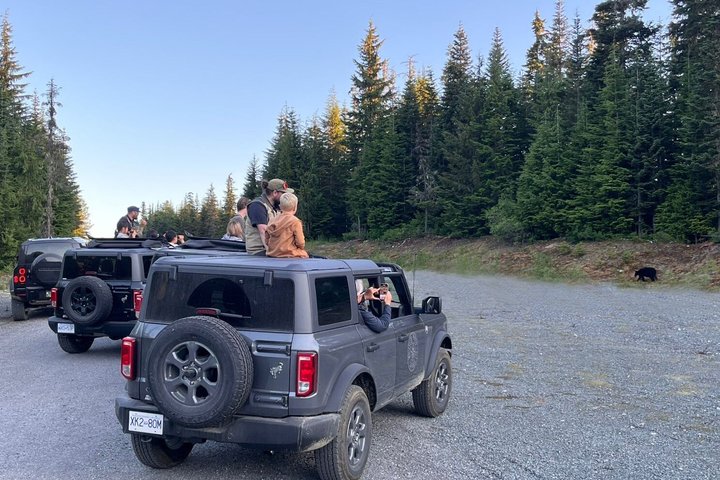 Whistler Bear Tour