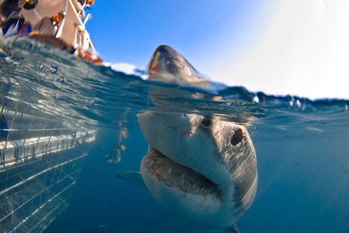 Shark Cage Diving with complimentary air in cage from Gansbaai