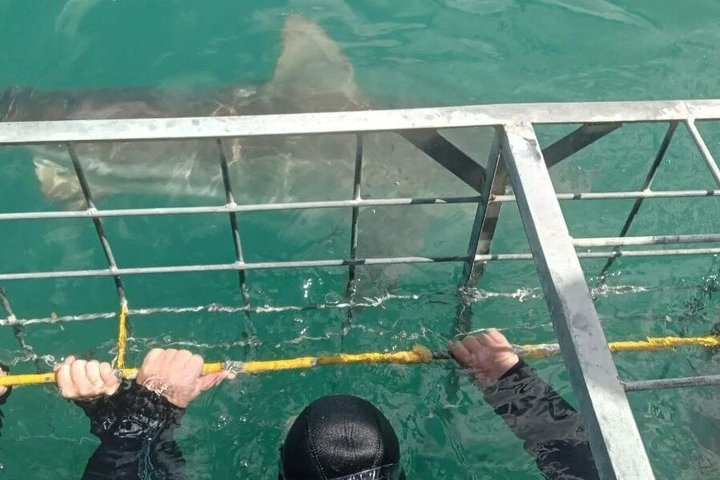 Shark Cage Diving with complimentary air in cage from Gansbaai