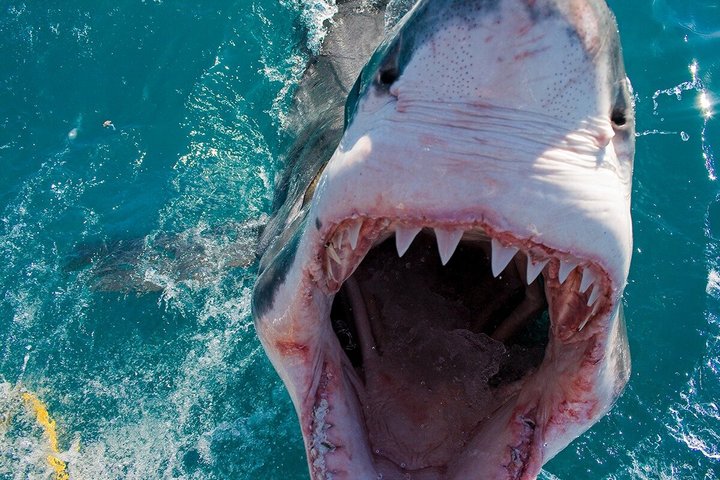 Shark Cage Diving with complimentary air in cage from Gansbaai