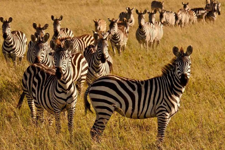 Full Day Shimba Hills Safari Wildlife and Sheldrick Falls