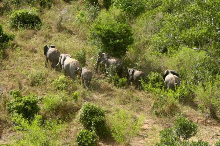 Full Day Shimba Hills Safari Wildlife and Sheldrick Falls