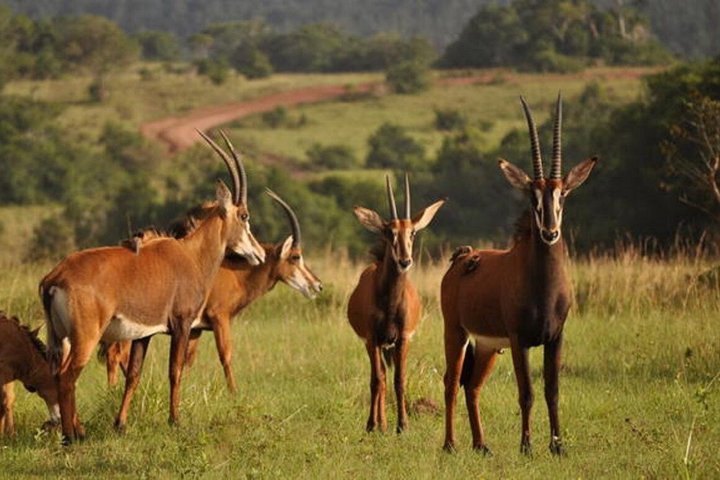 Full Day Shimba Hills Safari Wildlife and Sheldrick Falls