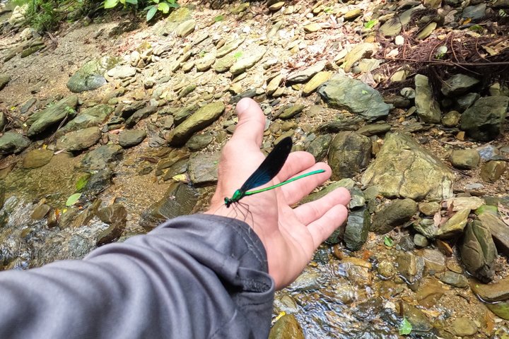 Okinawa Jungle Trails & Waterfalls – Private Yanbaru Tour