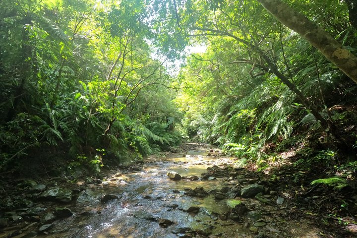 Okinawa Jungle Trails & Waterfalls – Private Yanbaru Tour