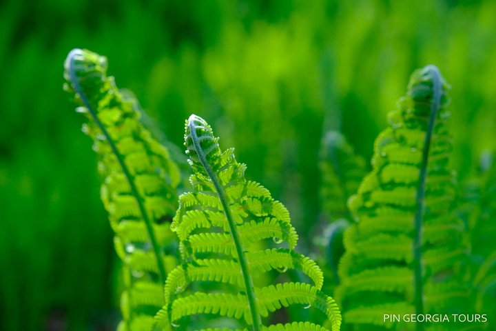 Private Hiking Tour to Machakhela National Park from Batumi
