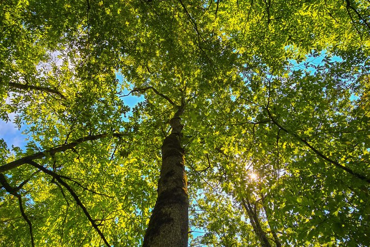 Private Hiking Tour to Machakhela National Park from Batumi