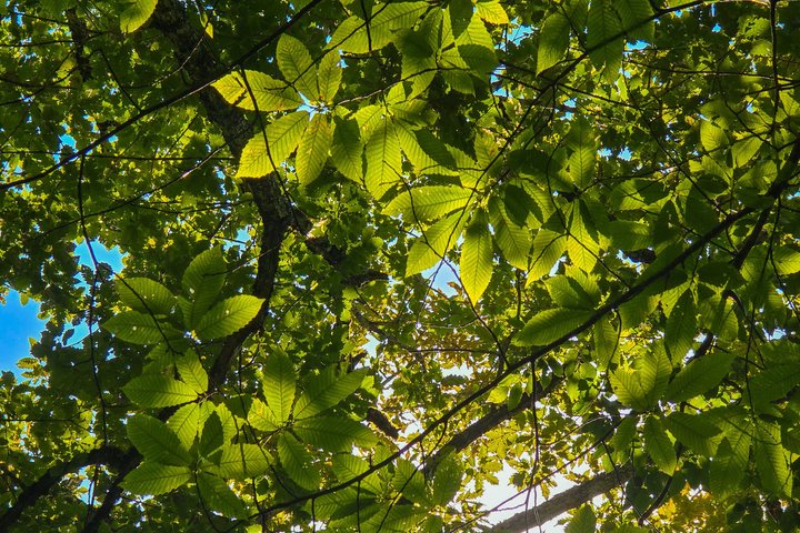 Private Hiking Tour to Machakhela National Park from Batumi