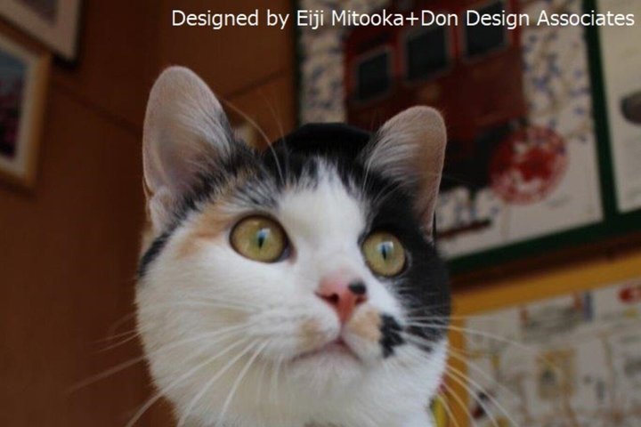 Local Train with Cat Stationmaster and Wakayama Highlights
