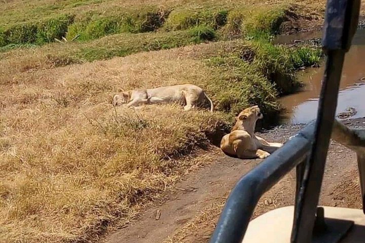 4 Day Tanzania Big Five Wildlife Safari Adventure