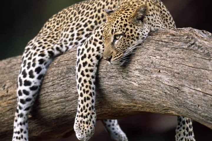 Tanzania Wildlife Safari 3 Day Tour Tarangire and Ngorongoro