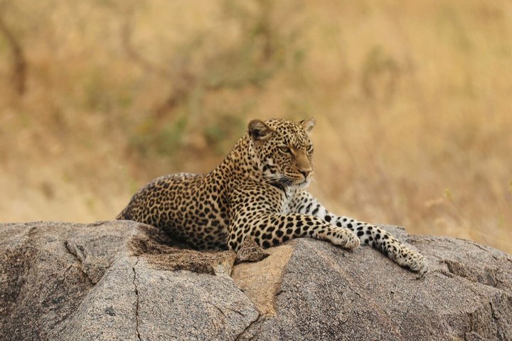 Tanzania Wildlife Safari 3 Day Tour Tarangire and Ngorongoro