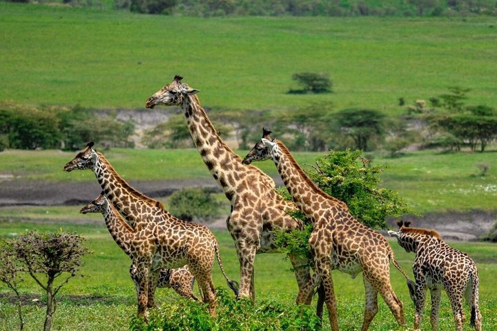 Tanzania Wildlife Safari 3 Day Tour Tarangire and Ngorongoro